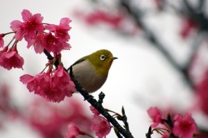 bird cherry blossom